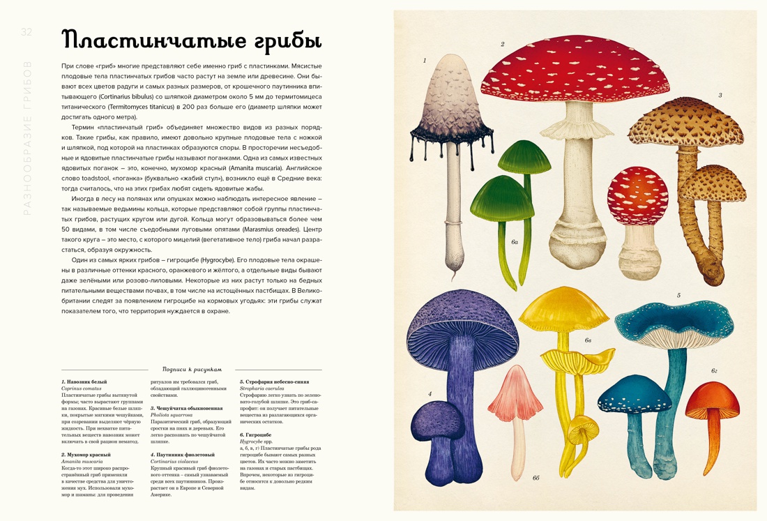 Книжные грибы